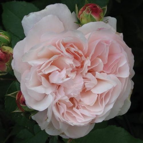 Rozenstruik - Webwinkel - Rosa Grüss an Aachen™ - zacht geurende roos - Stamroos - Engelse roos - roze - L. Wilhelm Hinnerbossige kroonvorm - 0
